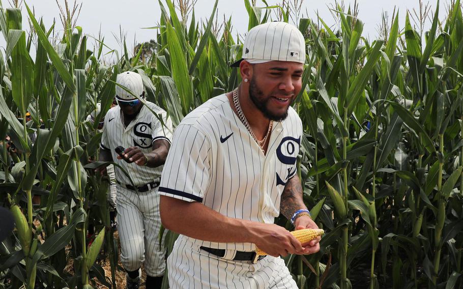 Chicago White Sox third baseman Yoan Moncada, right, holds an ear of corn in his hands as he and teammates walk through the cornfields before the Field of Dreams game against the Yankees on Thursday, Aug. 12, 2021, in Dyersville, Iowa. The game was played on the same farm as the Academy Award-nominated movie "Field of Dreams" was filmed. 