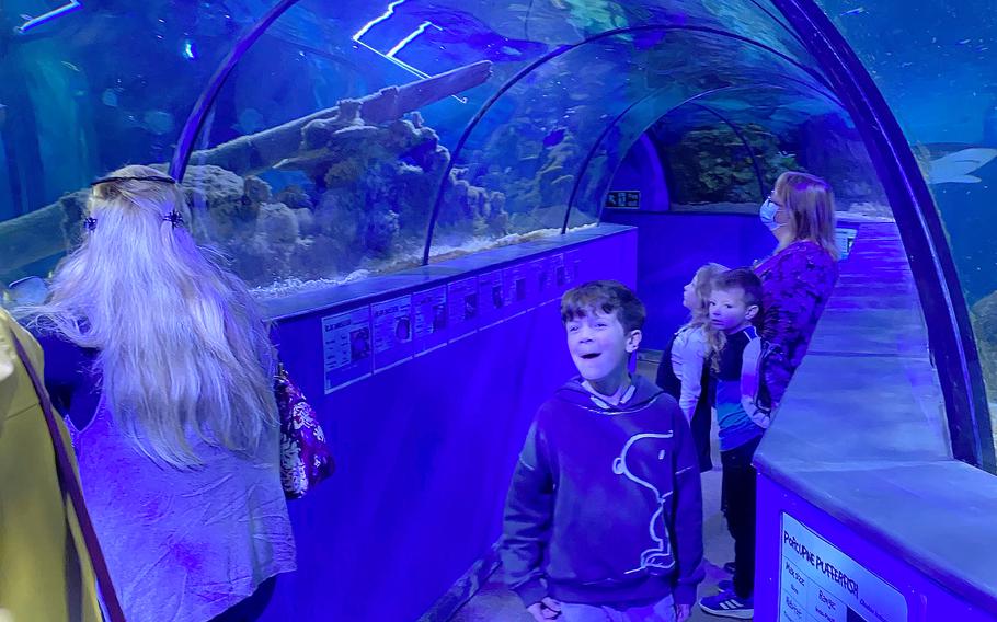 In the observation tunnel of the Blue Reef Aquarium’s biggest tropical tank, visitors can look up at blacktip reef sharks. 