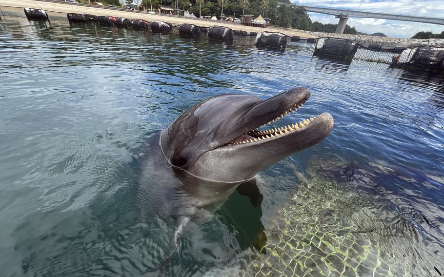 Dolphin Farm Shimanami offers an up-close experience with dolphins in Ehime prefecture, Japan. 