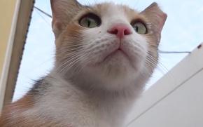 A calico cat looks into the distance.