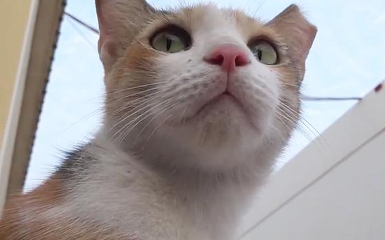 A calico cat looks into the distance.