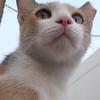 A calico cat looks into the distance.