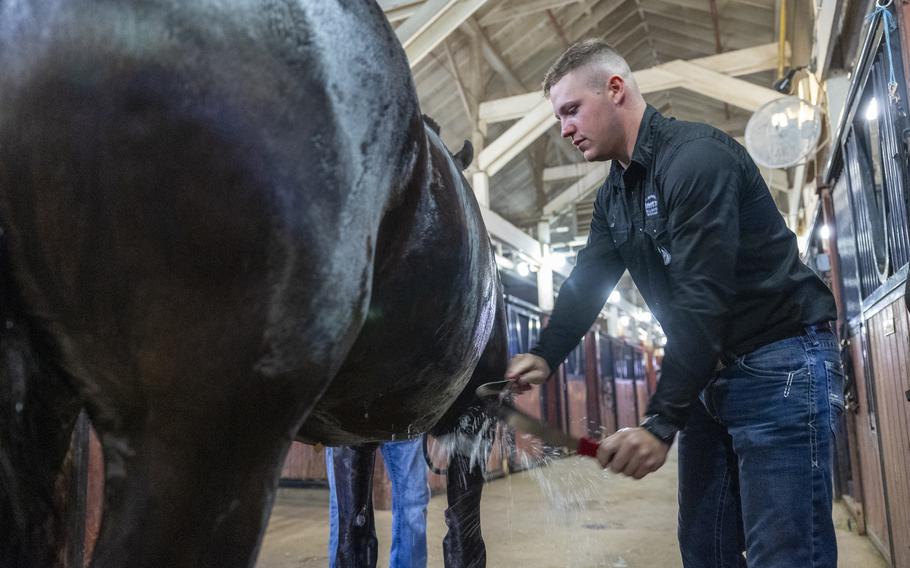 A soldier cleans his horse.
