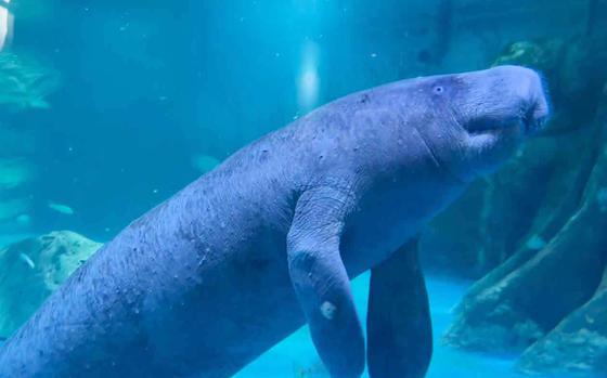 Coex Aquarium in South Korea's capital is home to more than 600 species, including the legendary mermaid, the manatee.