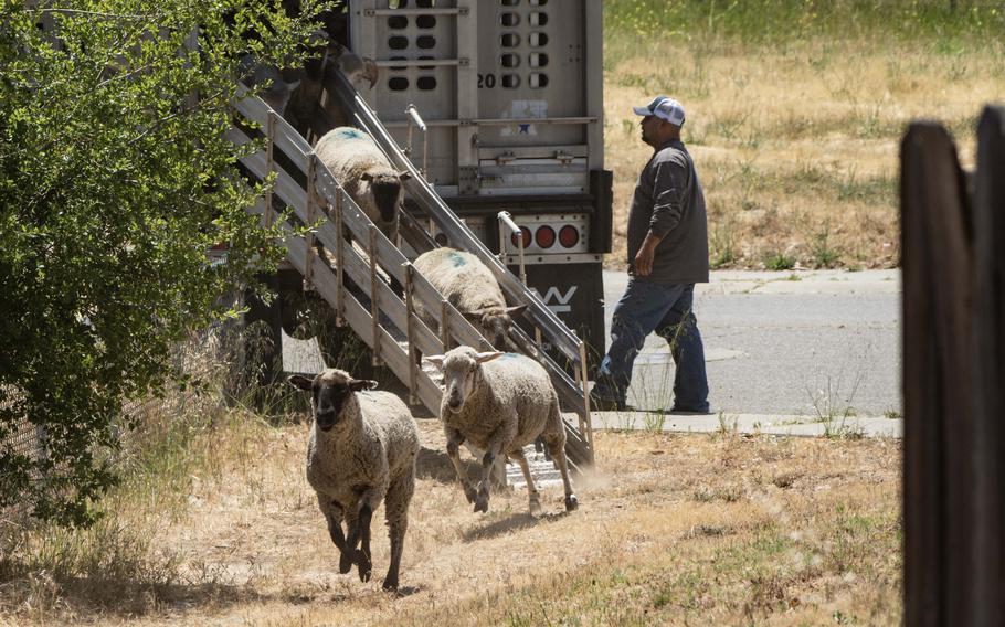 A herder supervises the offloading of a flock of sheep May 31, 2023, at Travis Air Force Base, Calif. By letting the animals eat vegetation, the base reduces fire hazards without having to apply herbicides or mow large areas.