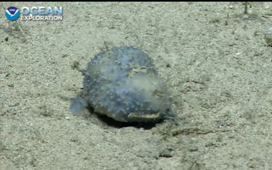 A NOAA Ocean Exploration team discovered this unfamiliar creature during an Aug. 30 dive off the island of St. Croix near Puerto Rico. 