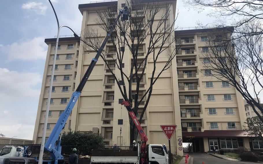 Workers trim a tree on the east side of Yokota Air Base in western Tokyo, April 2, 2024.