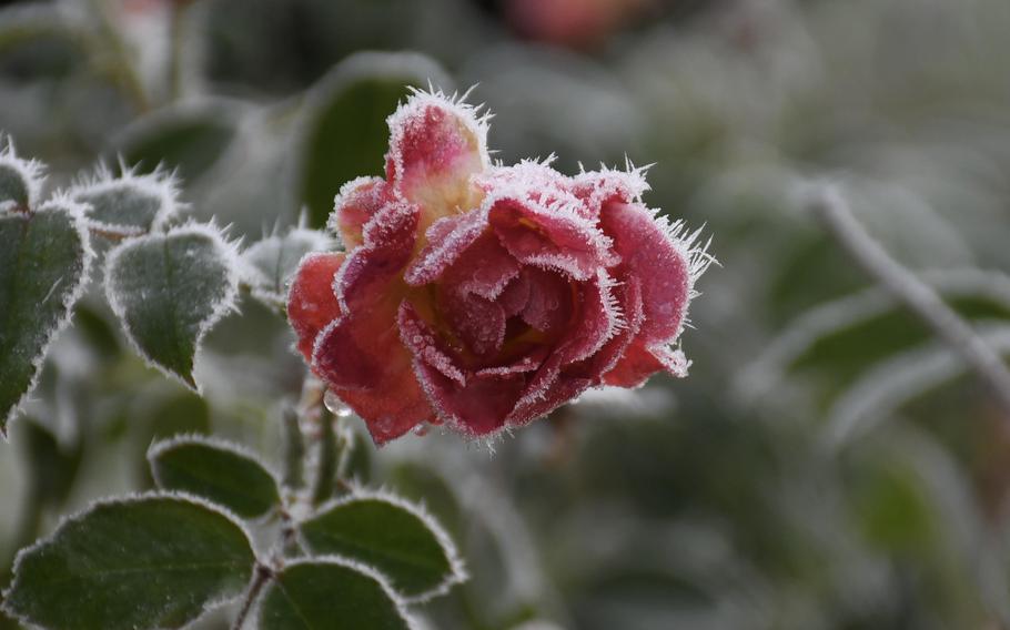A frozen rose in the Appleby Rose Garden in the Abbey Gardens of Bury St. Edmonds, England, Dec. 13, 2022. The rose garden is named after John Appleby, an American serviceman who served with the 487th Bomb Group during World War II in Lavenham and wrote the book “Suffolk Summer.”