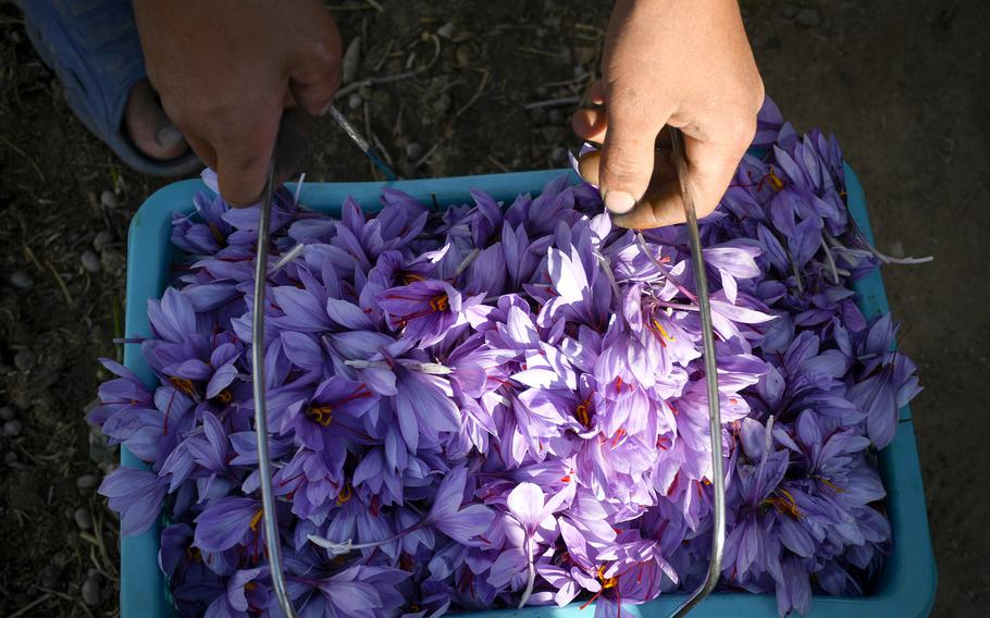 A child lifts a basket of harvested saffron flowers in a field in a village in a rural district of Herat province in Afghanistan. The purple crocus flowers hold red stigma, which when processed and exported, is sold as saffron, the most expensive spice in the world. 