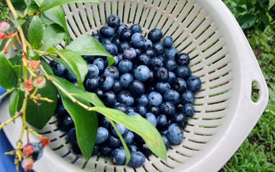 Guests can pick seasonal fruits at Berry Cottage, a farm and cafe not far from Yokota Air Base, Japan. 