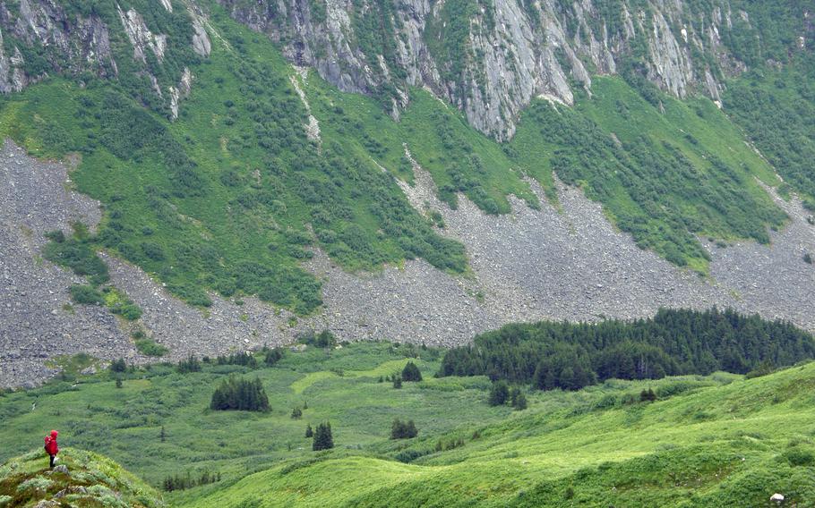 Vegetation in Paradise Valley, Petersburg Ranger District, Tongass National Forest, Alaska, in August 2011. 