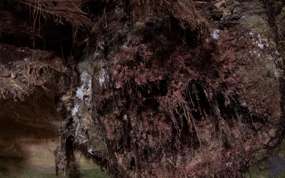 Roots from a linden tree have burrowed through the soft sandstone found in the area around Homberg, Germany, and are visible in the Schlossberg Caves.