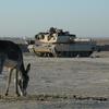 Hed: Beast of burden, 2005

Bi'aj, Iraq, Dec. 2, 2005: An Abrams tank from Apache Troop, First Squadron, 3rd Armored Cavalry Regiment takes position during a cordon and search operation December 2, 2005 in the town of Bi'aj in northwestern Iraq. The operation, which was planned by the Iraqi Army, was aimed at rooting out a suspected insurgent cell  within the hardscrabble hamlet.

Read the story about the operation here.
https://www.stripes.com/news/2005-12-06/iraqi-soldiers-plan-execute-search-in-small-town-of-biaj-1967983.html

META TAGS: Iraq; Operation Iraqi Freedom; OIF; War on Terror; U.S. military; war; combat; donkey; mule; U.S. Army