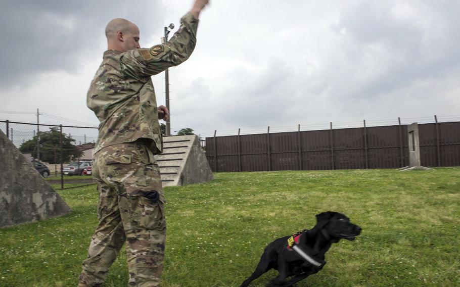 Air Force Staff Sgt. David Ferro works with Splash, one of the 374th Security Forces Squadron's newest military working dogs, at Yokota Air Base, Japan, June 25, 2021.