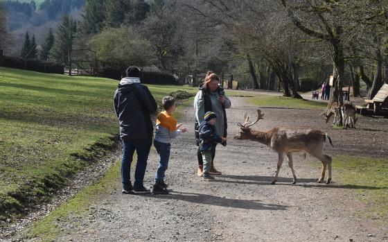 Free-roaming deer at Freisen Nature Wildlife Park eat food pellets out of visitors’ hands, April 5, 2023. Animals at the park can be fed in the open or through fenced enclosures around a circular path.