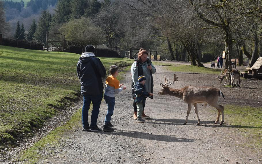 Free-roaming deer at Freisen Nature Wildlife Park eat food pellets out of visitors’ hands, April 5, 2023. Animals at the park can be fed in the open or through fenced enclosures around a circular path.