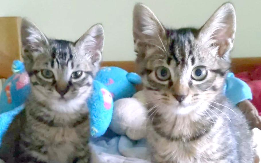 Jane Austin and her brother, Watson, pose at Natalie Kuri's home near Yokota Air Base, Japan, Feb. 28, 2023. The cats were lost after a fire in 2021 and found on base.