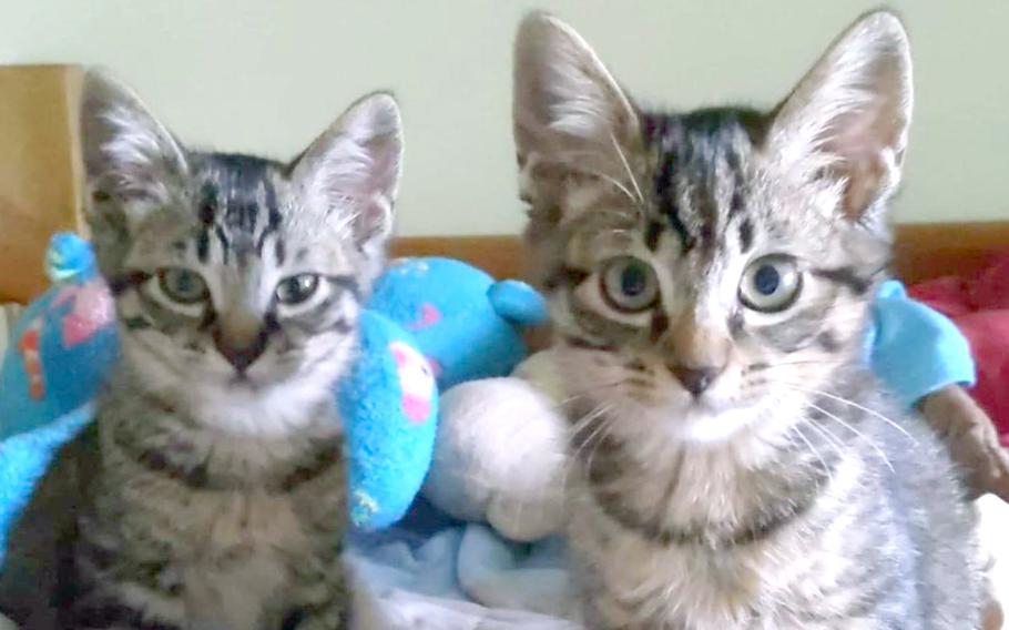 Jane Austin and her brother, Watson, pose at Natalie Kuri's home near Yokota Air Base, Japan, Feb. 28, 2023. The cats were lost after a fire in 2021 and found on base.