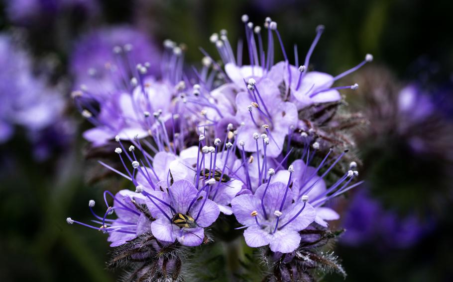 Phacelia blossoms near the Carrizo Plain National Monument in Santa Margarita, Calif. 