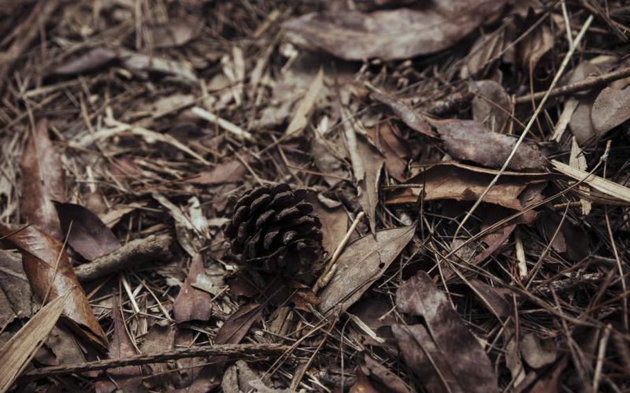 A pinecone on the fallen leaves in Nago-dake