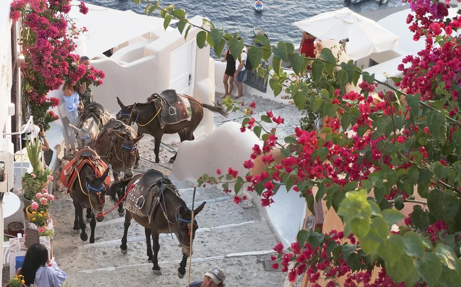 A man leads a pack of donkeys at dusk from the port up to the caldera-rim village of Oia on Santorini island, Greece, on June 29, 2021. The lifting of pandemic restrictions offers new opportunities to travel more mindfully to such bucket-list destinations, which used to be overrun by tourism. 