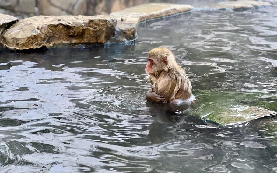 The monkeys at Joshinetsu Kogen National Park in Nagano, Japan, are not afraid to approach humans, and they’re known to deliver a slap to human paparazzi who get out of line.