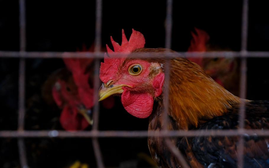 Chicken at a wet market (Pasar Awam) in Sekinchan, Selangor, Malaysia.