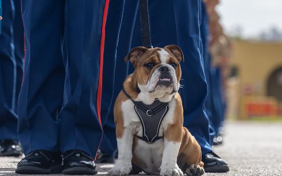 U.S. Marine Corps Pvt. Bruno, the mascot in training for Marine Corps Recruit Depot (MCRD) San Diego, Western Recruiting Region, stands in formation during a graduation day event at MCRD San Diego, April 14, 2023. The Mascot’s job is to boost morale, participate in outreach work, and attend events and ceremonies.  (U.S. Marine Corps photo by Lance Cpl. Alexander O. Devereux) 