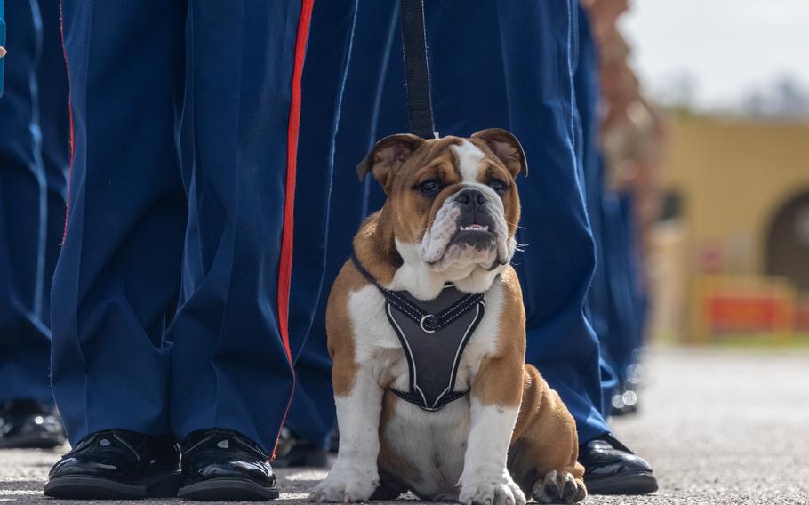 U.S. Marine Corps Pvt. Bruno, the mascot in training for Marine Corps Recruit Depot (MCRD) San Diego, Western Recruiting Region, stands in formation during a graduation day event at MCRD San Diego, April 14, 2023. The Mascot’s job is to boost morale, participate in outreach work, and attend events and ceremonies.  (U.S. Marine Corps photo by Lance Cpl. Alexander O. Devereux) 