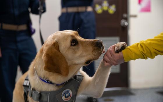 Sage is a 3-year-old yellow Labrador retriever deployed to the aircraft carrier USS Gerald R. Ford as a military facility working dog. She is part of an effort to improve quality of life for sailors deployed at sea.