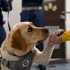 Sage is a 3-year-old yellow Labrador retriever deployed to the aircraft carrier USS Gerald R. Ford as a military facility working dog. She is part of an effort to improve quality of life for sailors deployed at sea.