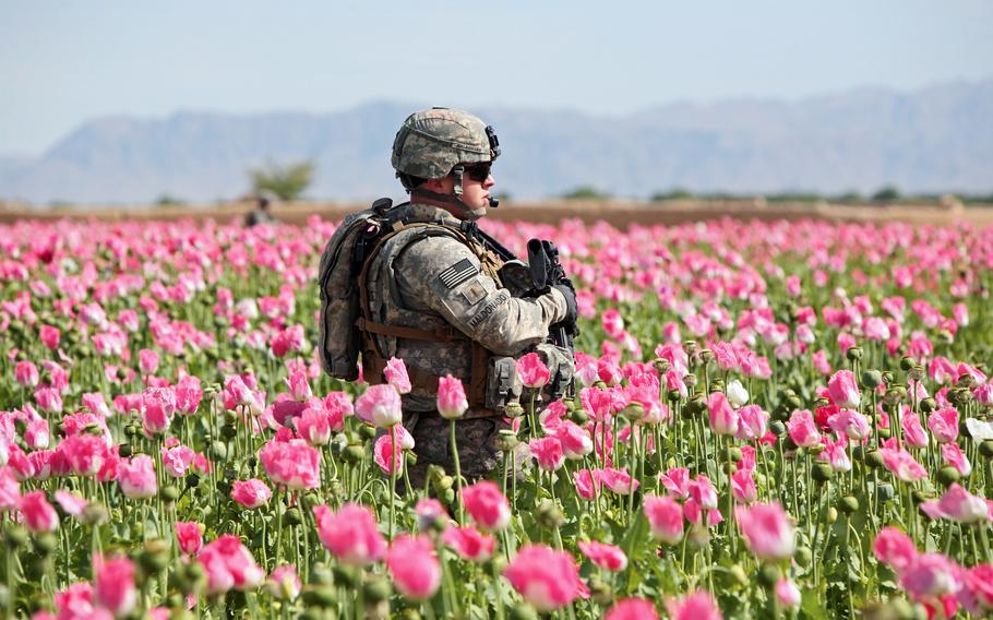A 2nd Infantry Regiment soldier walks through a poppy field during a patrol in Maiwand district, Kandahar province, Afghanistan in 2009. A growing preference among global drug producers for cheaper synthetic opioids, such as fentanyl, could diminish the Afghan heroin industry, which helps fuel the country's insurgencies and corruption, according to a new Rand Corp. report.   