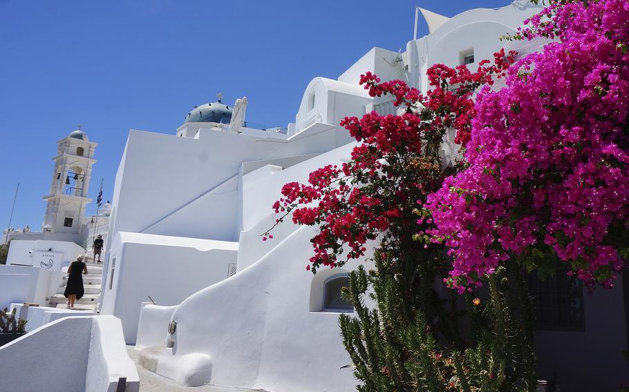 Bougainvillea flourishes among the caldera rim villages on the island of Santorini, Greece, on June 29, 2021.  