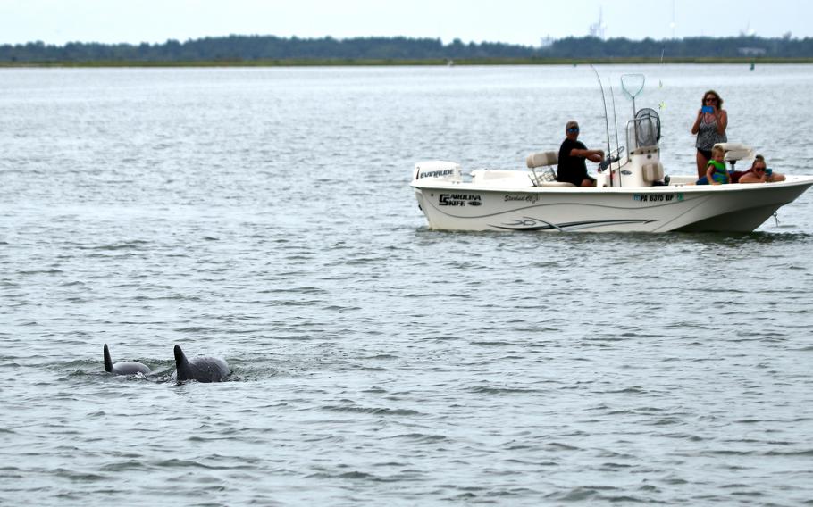 Tourists watch bottlenose dolphins off the coast of Chincoteague Island.