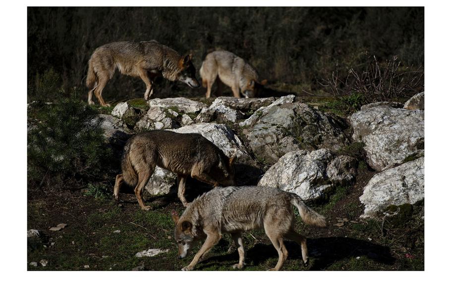 Wolves feed at the Iberian Wolf Center of Castilla y León in Robledo de Sanabria, an area that has become a popular spot for ecotourism and wolf-watching. 