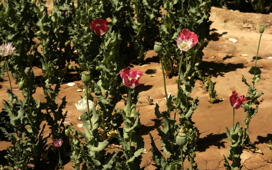 A field filled with opium poppy plants in 2012 in Marjah, Afghanistan. Heroin is derived from raw opium gum, which comes from opium poppies.