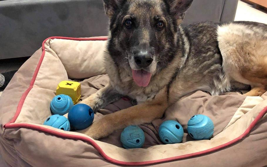 Bora, a 12-year-old German shepherd, who worked as an explosive detection dog with the 52nd Security Forces Squadron at Spangdahlem Air Base, Germany, is surrounded by toys at the home of the American family, the Gerbers, who adopted her in 2020. Bora was retired after veterinarians found she had a heart condition.