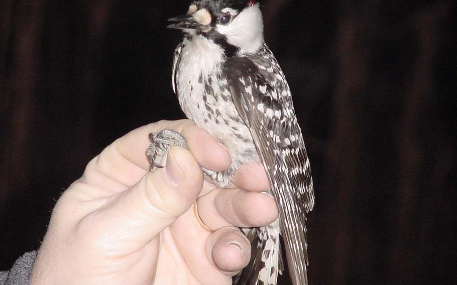 The red-cockaded woodpecker has thrived at Fort Stewart, according to Larry Carlile, chief of the Fish and Wildlife Branch at the installation.
