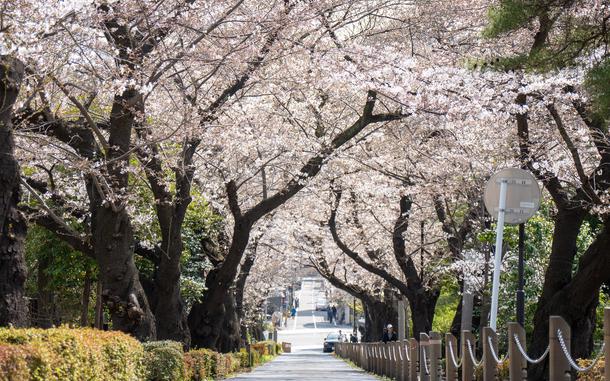 Sakura blooms in the Tokyo area.
