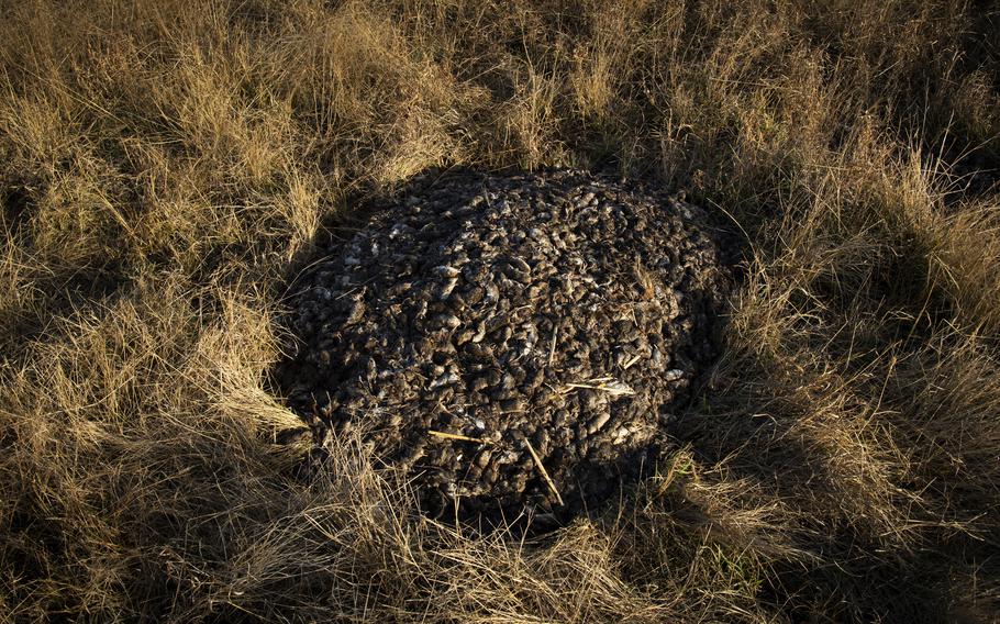 Approximately 7000 mice, caught using a homemade water trap by Colin Tink, lie in a field near Dubbo, NSW, Australia on May 24, 2021.