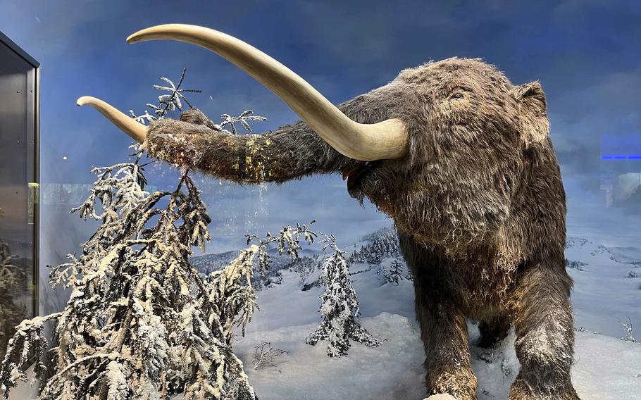 A lifelike model of a woolly mammoth with large tusks is set in a room among fake snow and natural-looking surroundings.