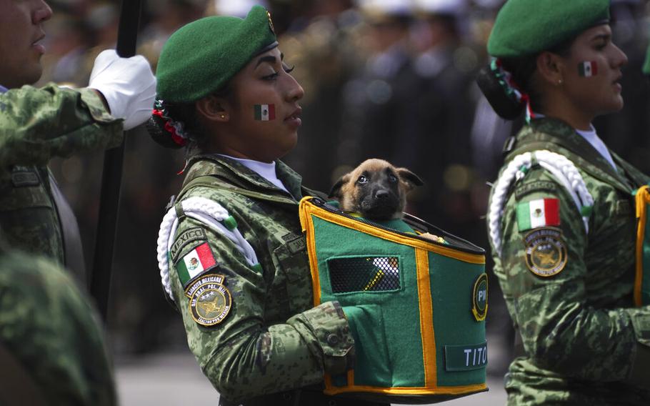 A soldier with the military police marches with a puppy that will be trained to work with the military during the annual Independence Day military parade in the capital’s main square, the Zocalo, in Mexico City, on Friday, September 16, 2022.