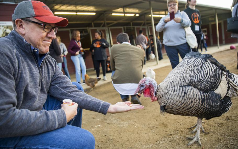 Thanksgiving Day visitors at the Gentle Barn are encouraged to feed the turkeys in addition to cuddling them.  