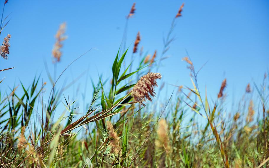 Reeds and grasses blowing in the wind.