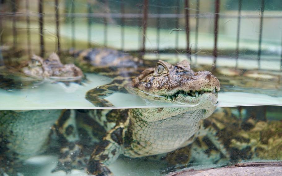 A caiman eyes visitors at the Atagawa Tropical & Alligator Garden, Higashiizu, Japan, on Oct. 8, 2023.                               