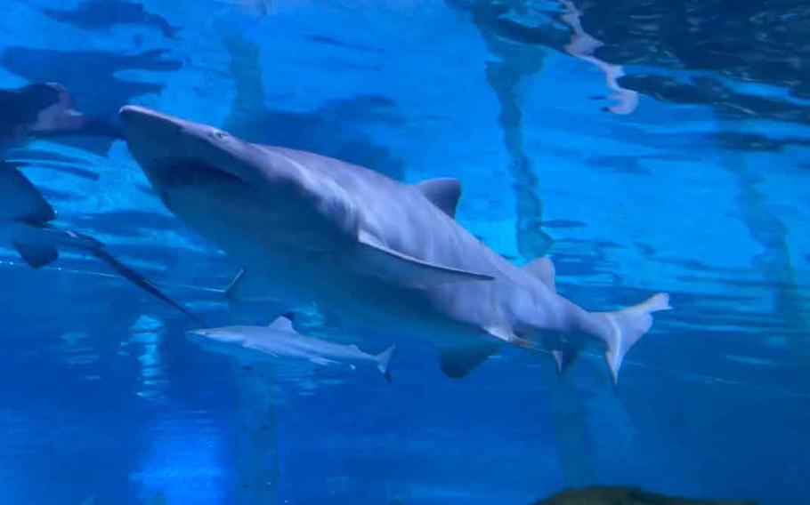 Coex Aquarium in Seoul, South Korea, is home to more than 600 species, including the country's largest shark.