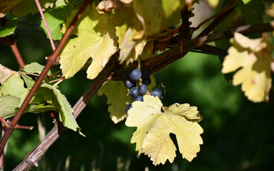 Grapes hang on a vine at Giffords Hall Vineyard, Oct. 17, 2023. The vineyard is on a 19-acre glacial riverbed, which allows for certain varietals of grapes to thrive. 