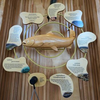 An exhibit about the life cycle of an Atlantic salmon.