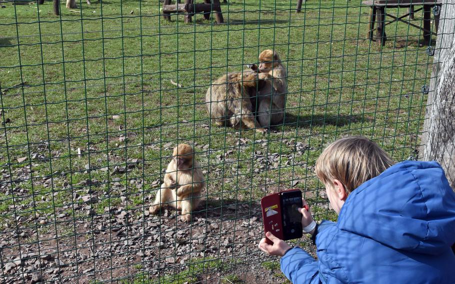 Barbary macaques are a popular attraction at Freisen Nature Wildlife Park in the German state of Saarland, about 15 minutes from the U.S. Army garrison in Baumholder and less than 40 minutes by car from Kaiserslautern.