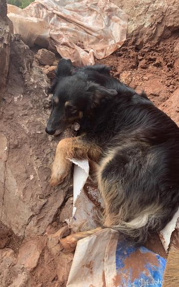 Damien Boschetto’s dog, Muffin, at the dig site. 